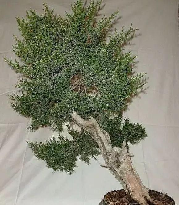 看到这些盆景以前的样子,我也是服了