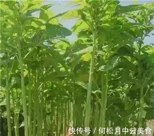 江南人|60种常见野菜，高清大图，收集全了真不容易！