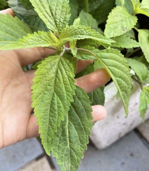 异味|卫生间异味大,放3种小盆栽,耐阴好养,空气清新