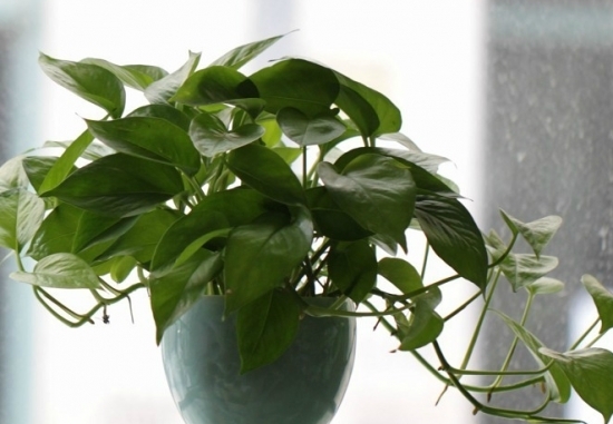 富贵竹|这5种植物，放置在家中百利而无一害！