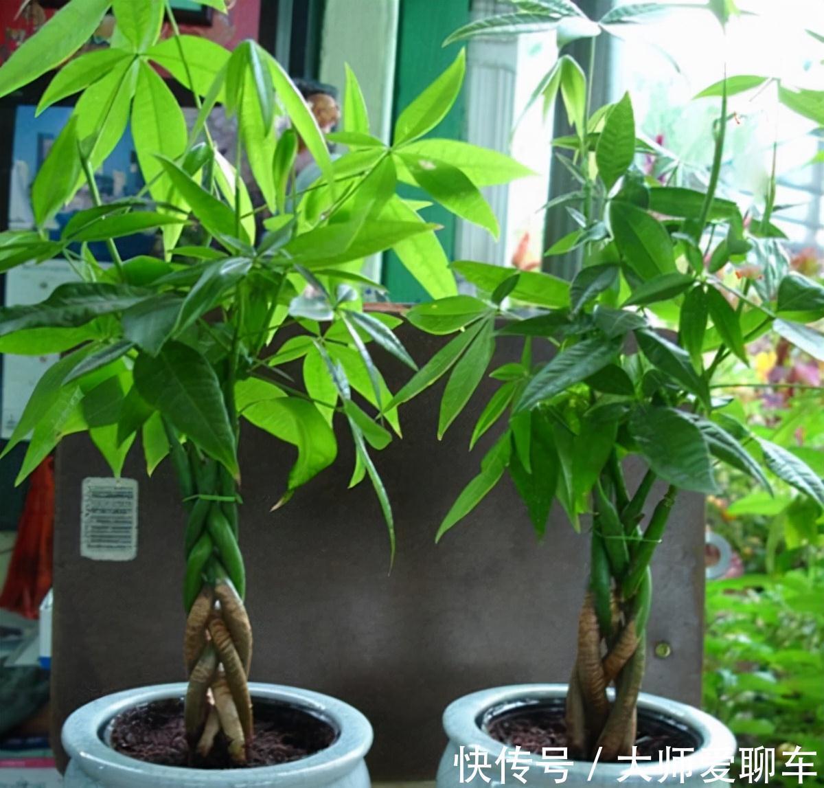 公认的6种吉祥花,株型奇特寓意好,还能吸废气,大人孩子都喜欢