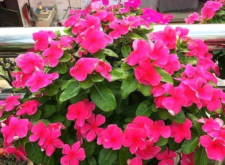 “4种花”超爱开花,尤其第2种,全年开花不断,还超好养,美