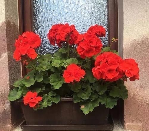 天竺葵|养此4种花,插枝就能活,养护容易,全年开花,室内也能种