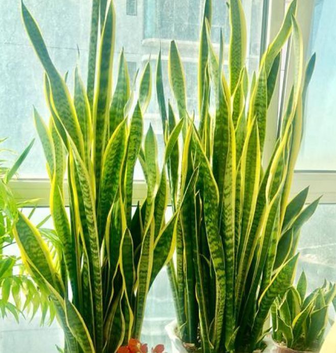 3种花养家里，1盆顶5盆，漂亮又好养，空气清新助睡眠！