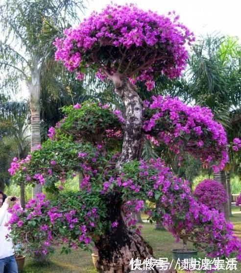 这“3”种花，放在家中最“保值”，养上数10年，几万都不卖