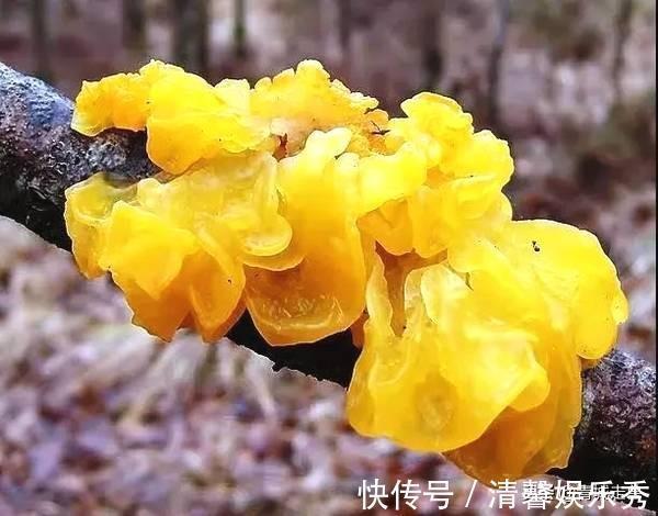 金耳|建议中老年人:别舍不得花钱!多吃下面这些食物,营养美味气色好