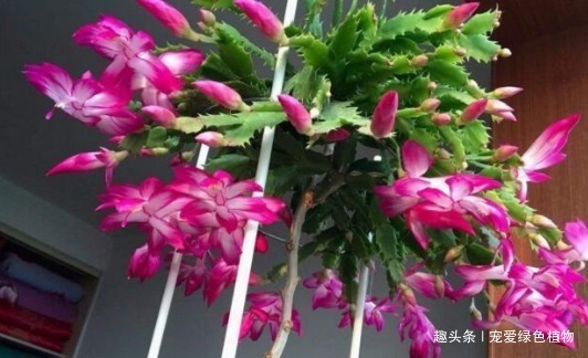 小花|吴大妈只养“3种花”，一年300多天有花看，开成花海，特美！