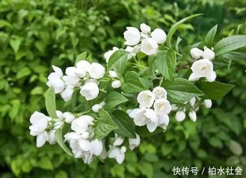 茉莉花|最厉害的养花营养液给茉莉花喝一勺,四季油绿,花开洁白