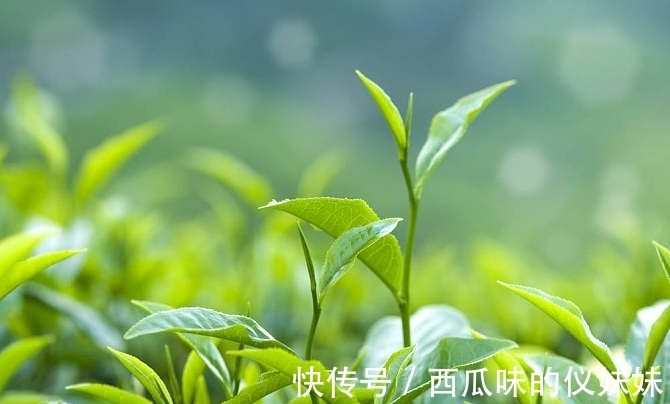 普洱|冬天为什么要多喝茶？喝什么茶更养生？听听老茶客怎么说