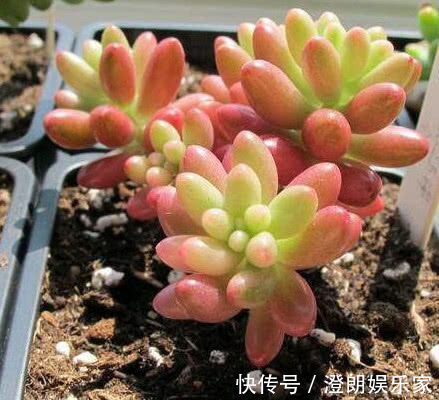 生活环境|3种多肉漂亮又好养，扔盆里不用管都能长爆盆，懒人新手都能养好