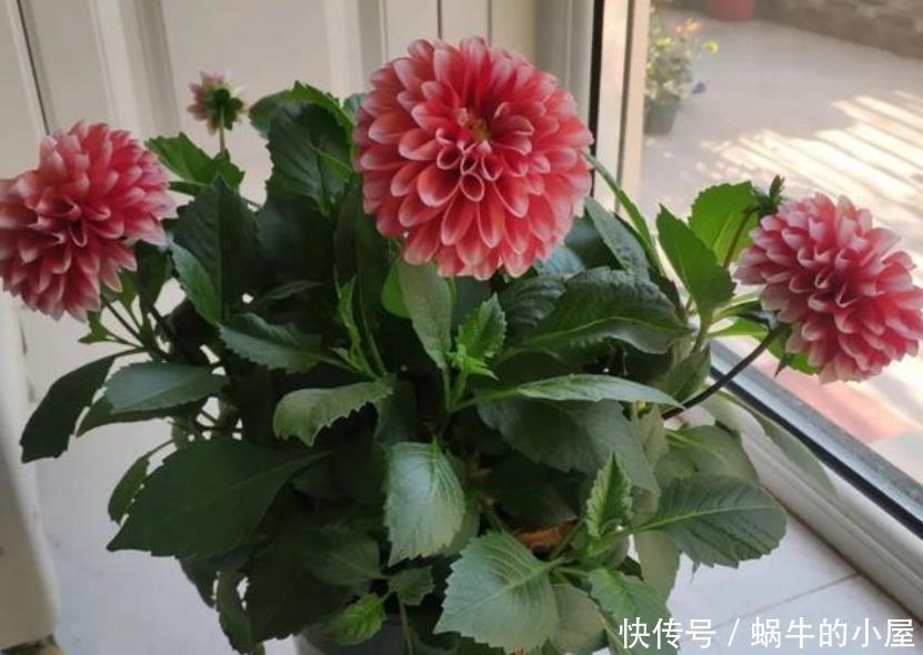 虎头茉莉|4种花最适合养家里,花期长、花量大,一养就爆盆,绚丽夺目