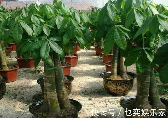 3种花“太值钱”，不用去买，将“枝叶”拿来扦插，在4月就生根