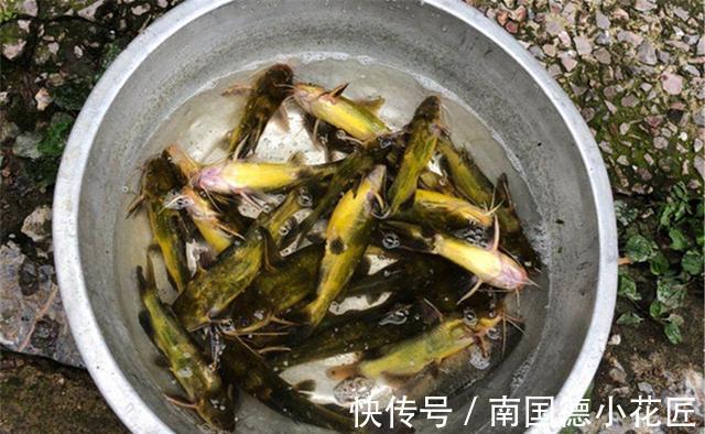 黄颡鱼|秋季钓鱼要用怪招,打窝聚鱼不走寻常路,收获才能比别人多
