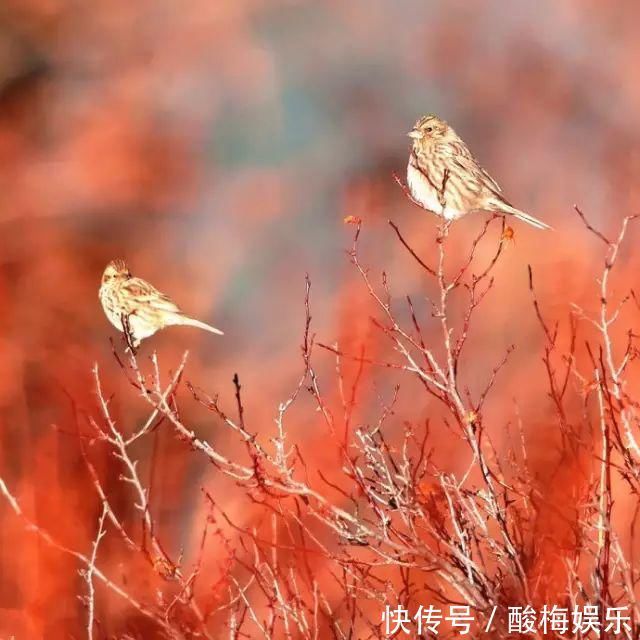 五明佛学院|四川最美是川西，川西最美是甘孜不去西藏，就去甘孜