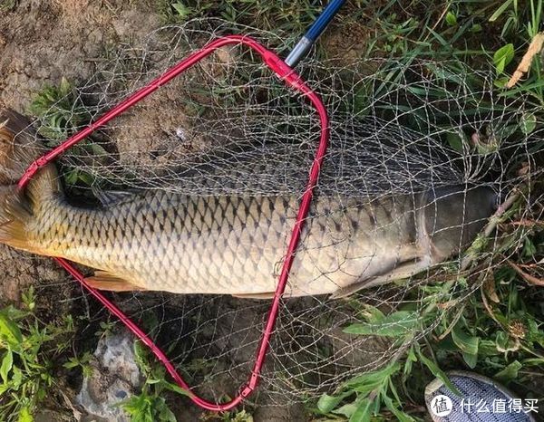 雾化|钓鱼选窝料3要素:能聚鱼、能留鱼、能上鱼,把握好了不愁没鱼钓