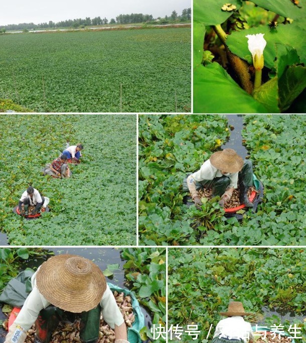 泛滥成灾|印度从中国引进一种植物，穷苦百姓非常喜欢，现在却要泛滥成灾了