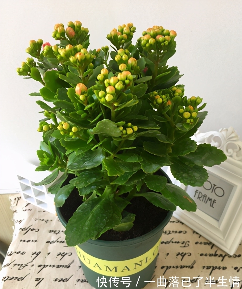 6种公认好养的懒人花,你家有几种,养护需要注意什么?