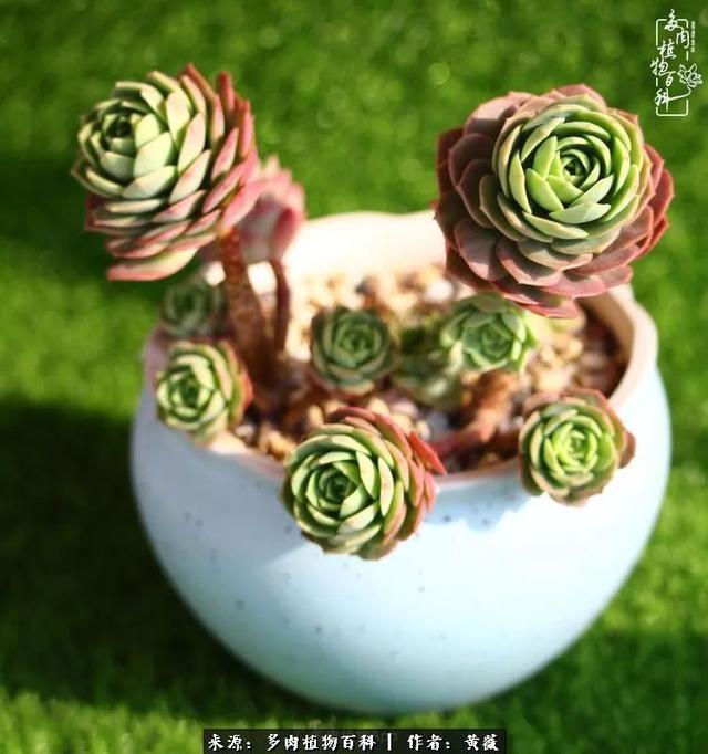 养了三年多肉，终于明白佛系养肉才是王道！