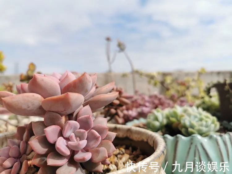 佛系养肉人生活明朗，多肉可爱，唯适者生存！