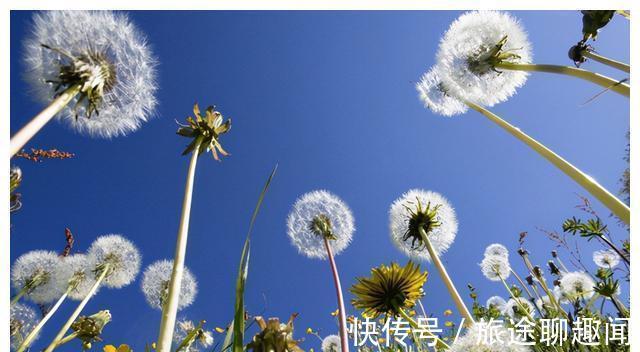 蒲公英|中药又立功?蒲公英可杀死98%癌细胞、消结节?真相是咋样的?