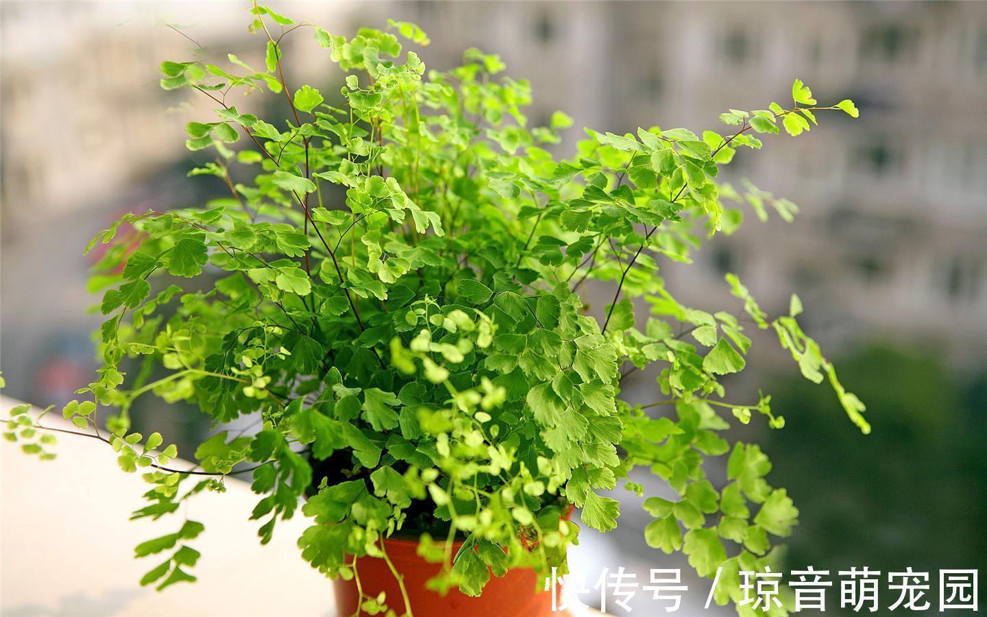 还在担心新房有味道吗?摆放“3”种花卉植物,有效清新空气