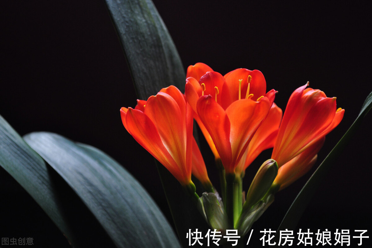 黄叶|君子兰入夏要“静养”,3件事不能做,不然黄叶、花难开