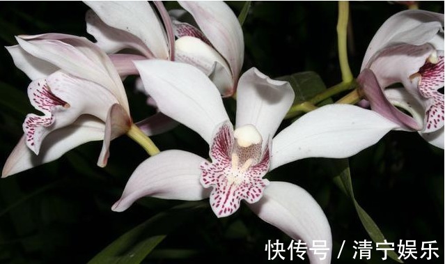 兰花不开花真愁人,换个环境,就能改善!兰花的观赏价值很高