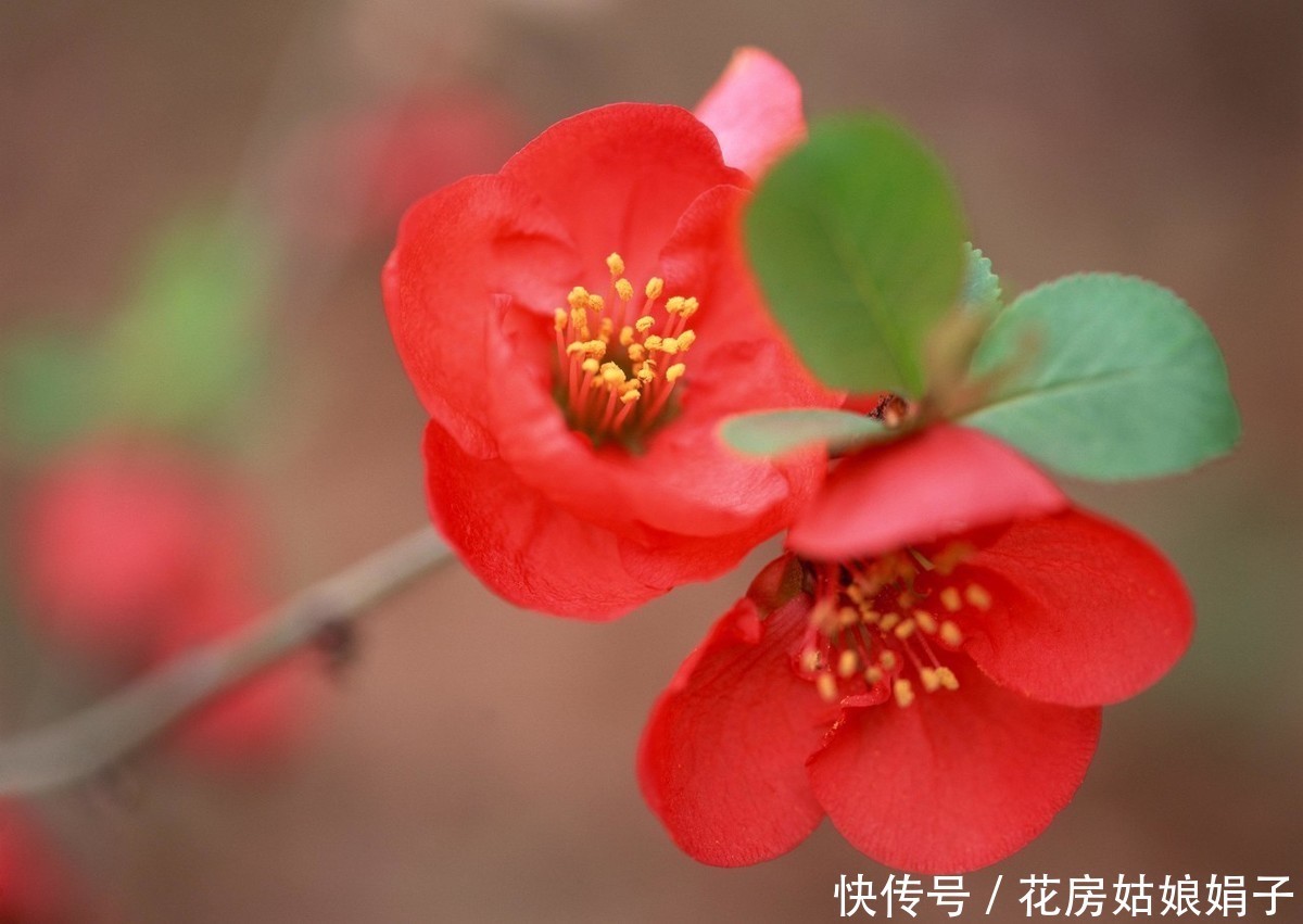 火红的贴梗海棠,种植养护好简单,不用费心管理,开花还多