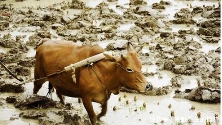 涨知识:牛为什么“牛”,话说农耕中的牛