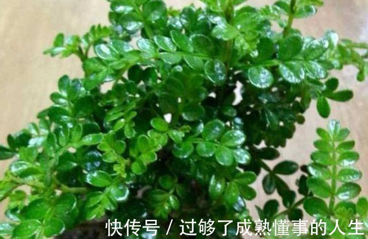 4种花养在家里,一整年都有好运气,日子红火财运滚滚,好看极了