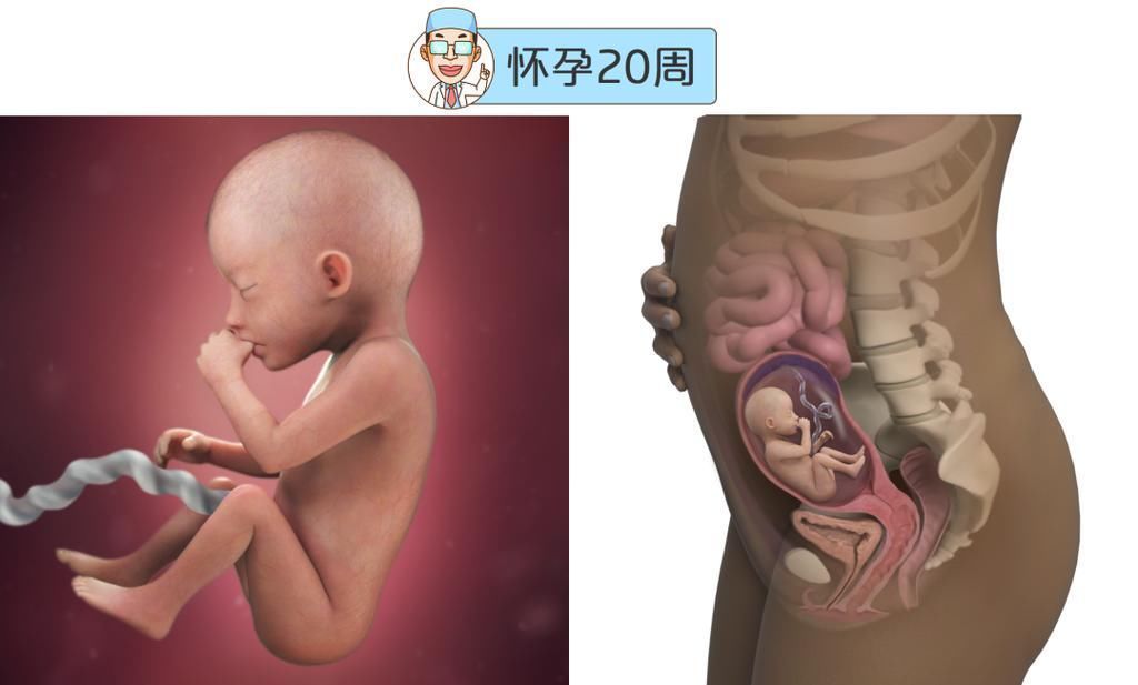 婴儿|最全的怀孕周期图鉴,感受从受精卵到婴儿的神奇变化!