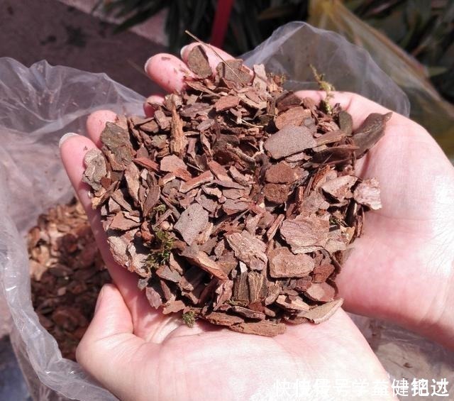 锯末|养花土不用买,3种料放在花盆下,就是花卉万能土,养啥旺啥!