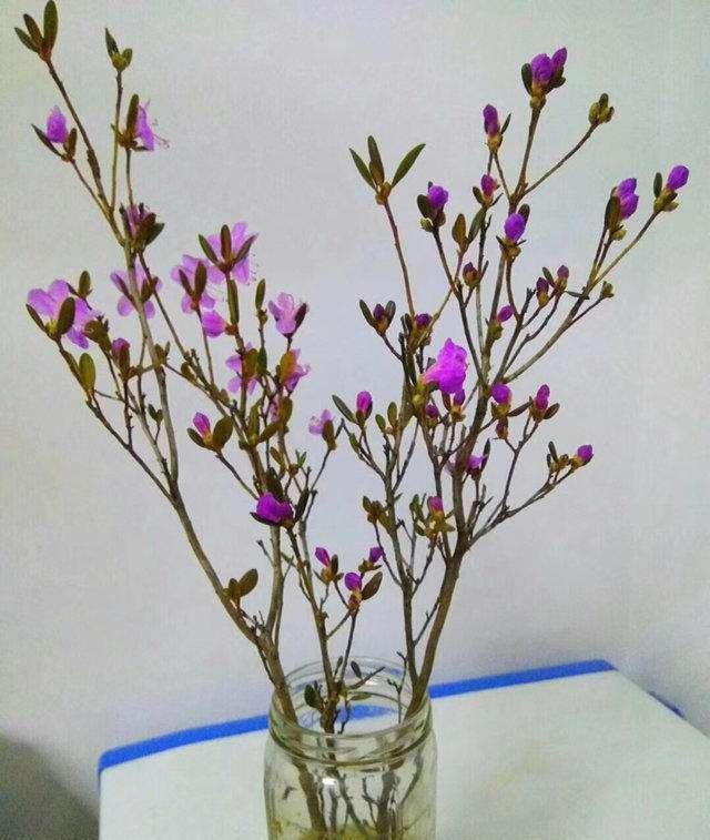 也别|残忍的“杜鹃花”,20年的“功力”,偷砍做干花,见到也别买