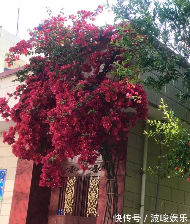 夏天|想要家里四季花开,这20种花,连续能开300天,完全不歇气