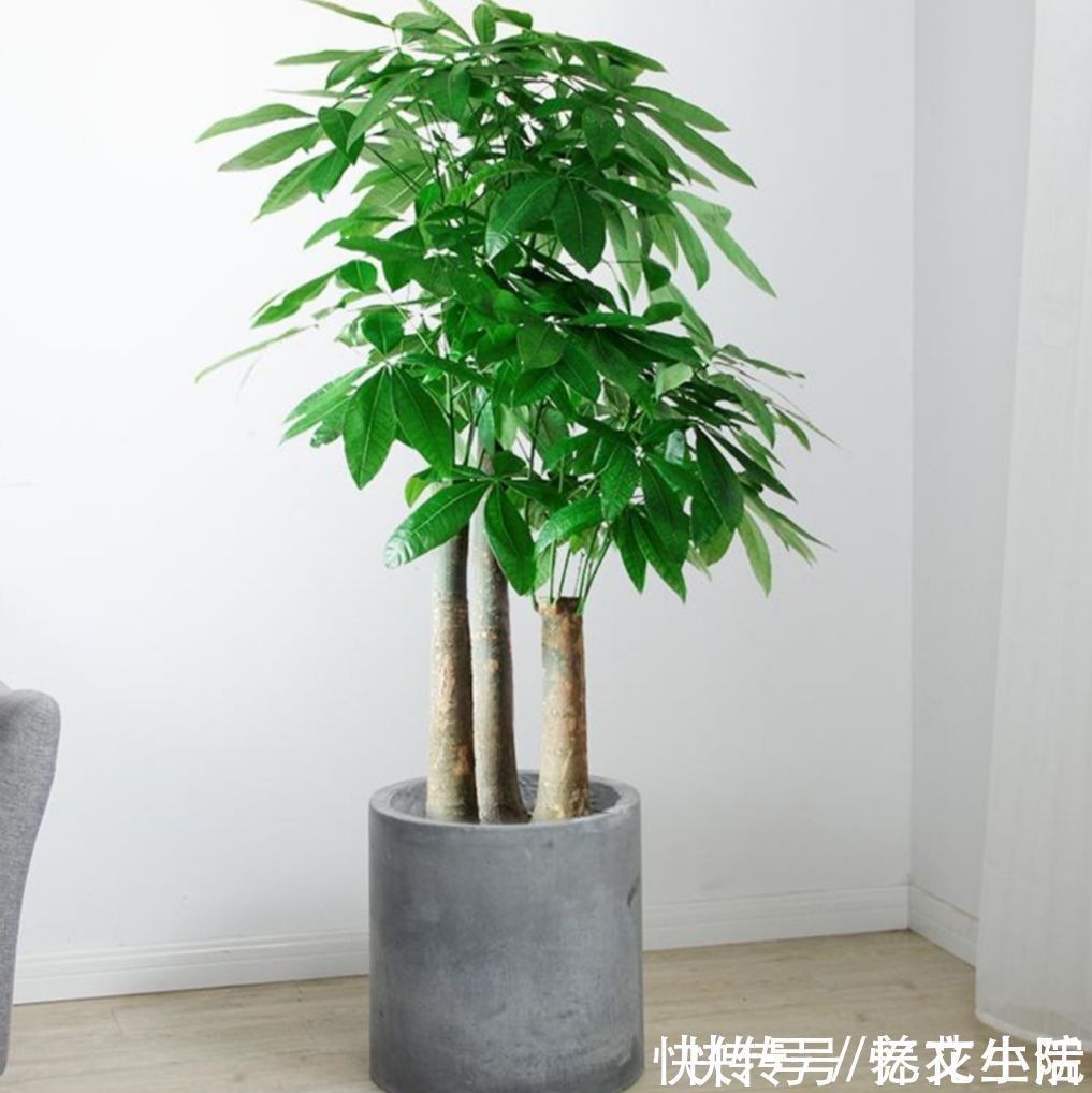 养花不如养树，5种“富贵树”，摆在家里招财又旺宅