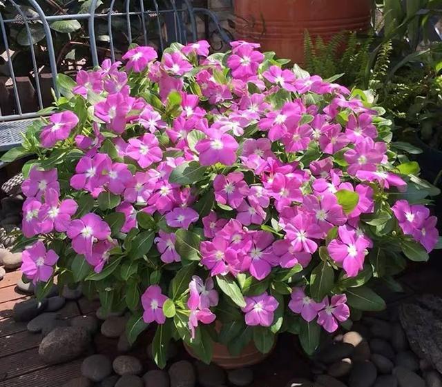 6种便宜花,好养又容易爆盆,春天养几盆,开花多到爆,漂亮极了