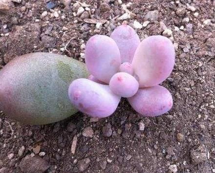 1种多肉，模样饱满圆润，花色娇艳妩媚，爱养花的花友见到都想养