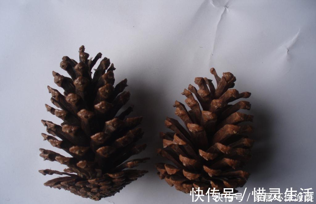 松树有2宝，松果壳、松针，带回家养花，效果比花肥强