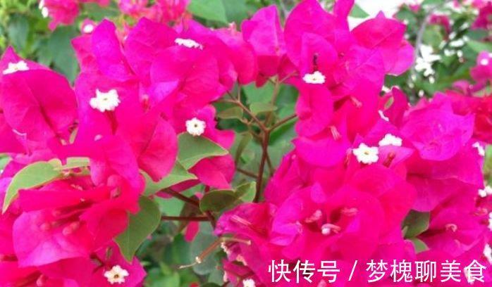 公认最美的4种花,不怕冷、不怕热,开花漂亮花期长