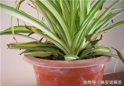 光照|吊兰“干尖黄叶”，注意3个方面“不达标”，别忽视！