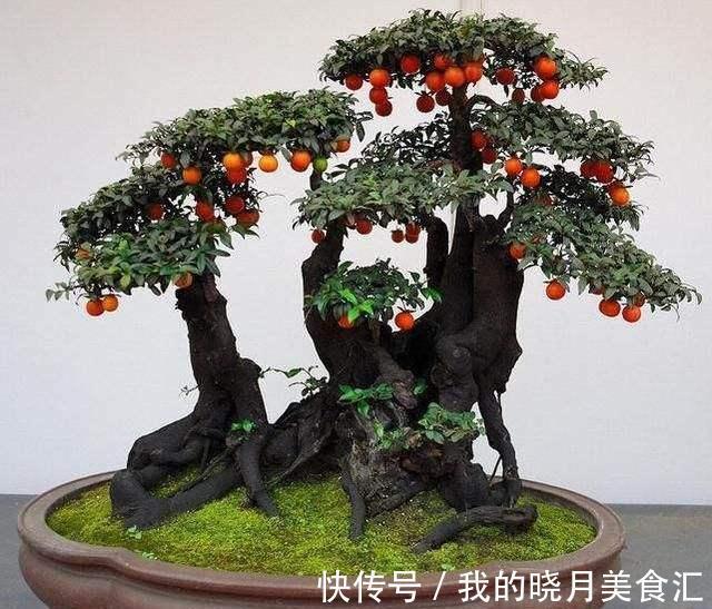 此7种盆栽没人管都不会死,比仙人掌还好养