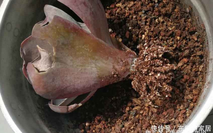 美杜莎|多肉长根就等于成活,但最难的就是发根,有啥办法能加速发根呢?