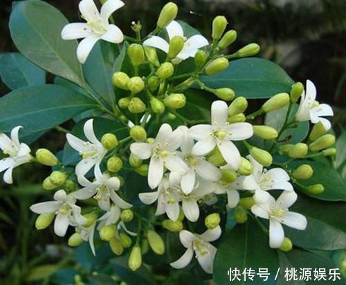 养分|嫌吊兰不好看，不如养上“此花”，花期达半年，花香味能媲美香水