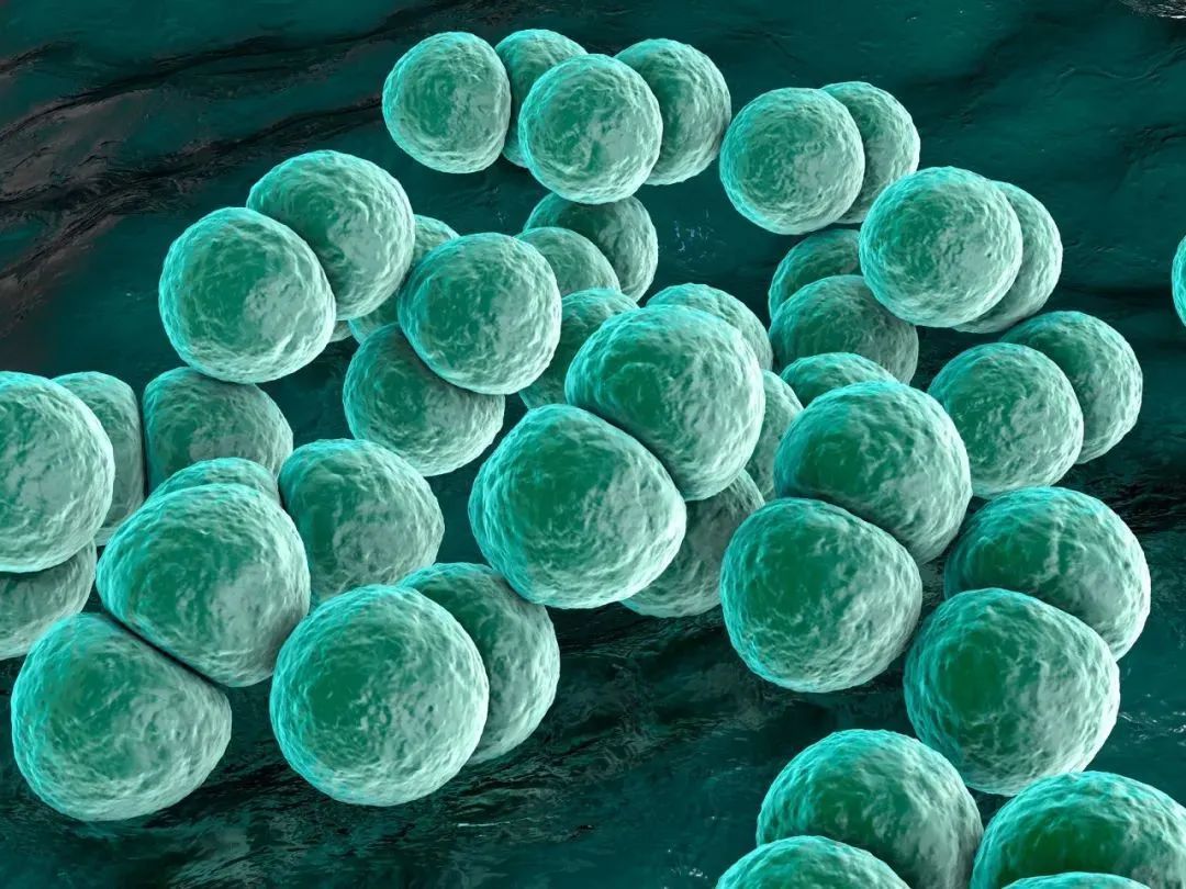 香港卫生防护中心|致命病菌暴发，79人感染7人死亡！处理这种家常菜要加倍小心