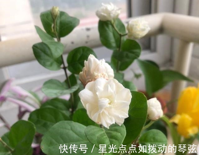 茉莉土|茉莉土加“一料”,不黄叶不徒长,易生根长得旺,养成繁花老桩!