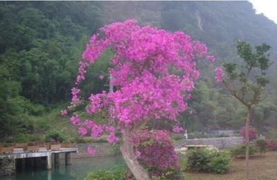 花器|我把三角梅催花的方法都写在这里了,求你们别再问为什么不开花了