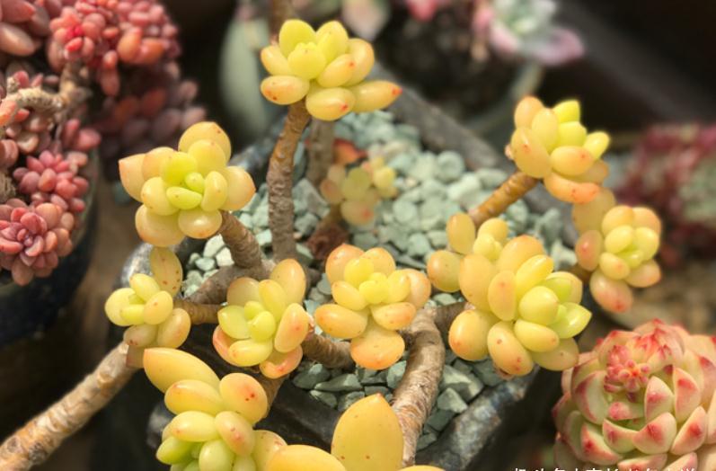 给多肉春萌老桩换盆?稍有点迟,但也可以进行,因为后面有小阳春