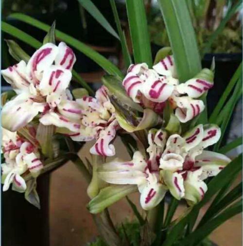 春天兰花有3“喜”,趁早掌握,长笋芽绽放层叠群兰!