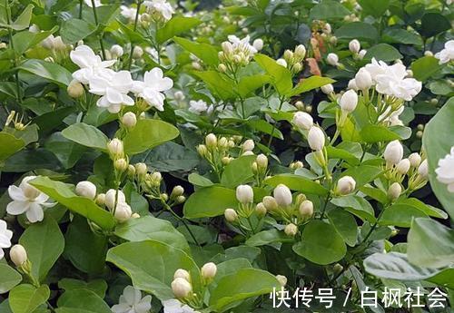 蓝雪花|4种漂亮花，一样的喜好，同时管理不要偏心，开出小花园！