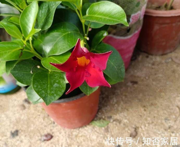 阳台上|4种花耐旱耐高温，花漂亮很好养，不用怎么管也长势很旺